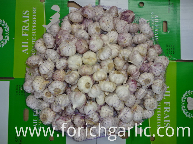 High Quality Fresh Garlic